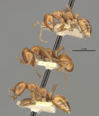 Media type: image;   Entomology 22972 Aspect: habitus lateral view 2